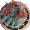 ferocactus_latispinus_1